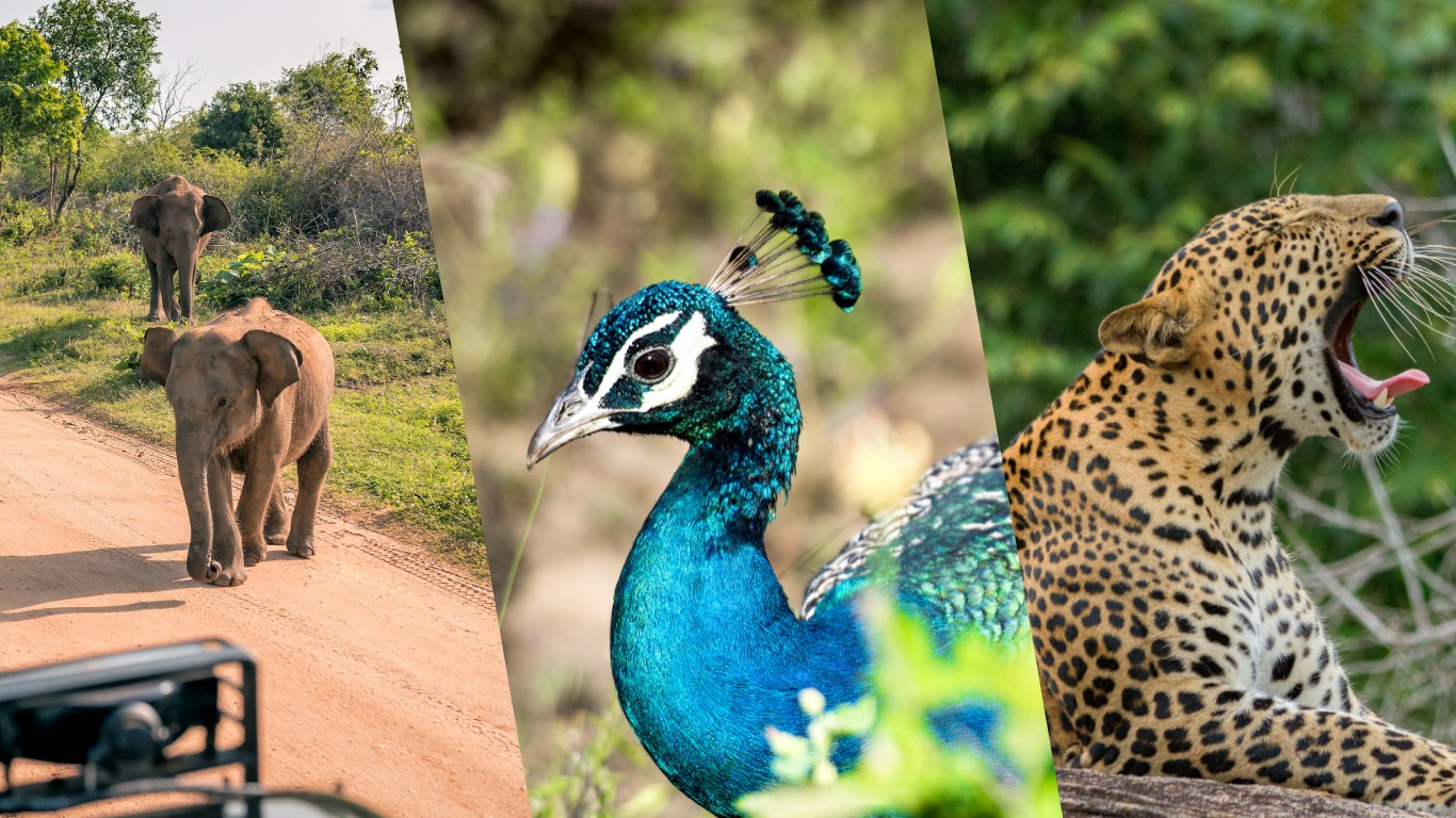 Best Wildlife Safaris Of Sri Lanka A Guide BH Lanka Tours Blog Best Wildlife Safaris Of Sri Lanka A Guide BH Lanka Tours Blog